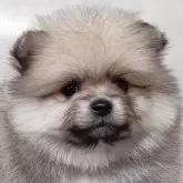 ポメラニアン