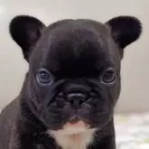 フレンチブルドッグ