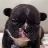 フレンチブルドッグ