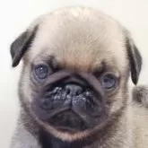 パグ