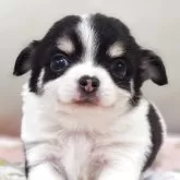 チワワ(ロング)