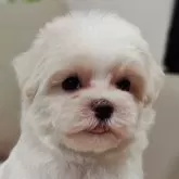マルチーズ