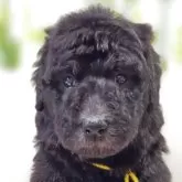 スタンダードプードル