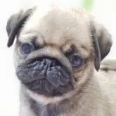 パグ