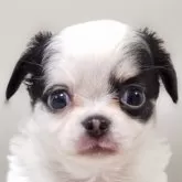 チワワ(ロング)