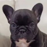 フレンチブルドッグ