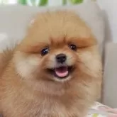 ポメラニアン