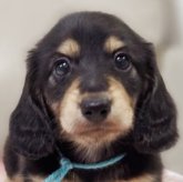 ミニチュアダックスフンド(ロング)