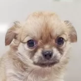 チワワ(ロング)