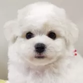 ビションフリーゼ