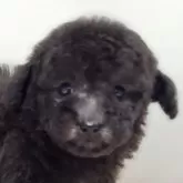 タイニープードル