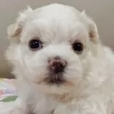 マルチーズ