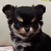 チワワ(ロング)