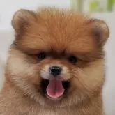 ポメラニアン