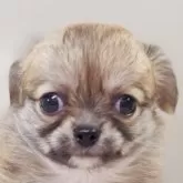 チワワ(ロング)