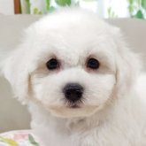 ビションフリーゼ