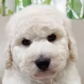 スタンダードプードル