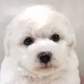 ビションフリーゼ