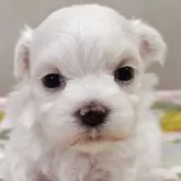 マルチーズ