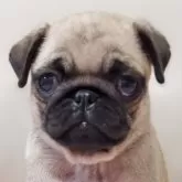 パグ