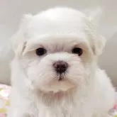 マルチーズ