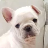 フレンチブルドッグ