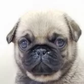 パグ