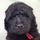 スタンダードプードル