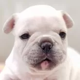 フレンチブルドッグ