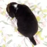 ビーグル【兵庫県・男の子・2025年10月2日・ブラックタン&ホワイト】の写真9