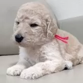 スタンダードプードル【兵庫県・女の子・2025年3月4日・ホワイト】の写真7