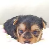 ヨークシャーテリア【兵庫県・女の子・2025年9月30日・スチールブルー&タン】の写真11