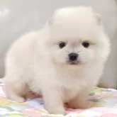 ポメラニアン【兵庫県・男の子・2025年9月28日・クリーム】の写真2