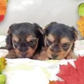 ヨークシャーテリア【兵庫県・女の子・2025年9月30日・スチールブルー&タン】の写真12「向かって右側が女の子です♡」