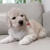 スタンダードプードル【兵庫県・女の子・2025年3月4日・ホワイト】の写真6