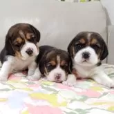 ビーグル【兵庫県・男の子・2025年10月2日・ブラックタン&ホワイト】の写真10