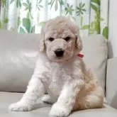 スタンダードプードル【兵庫県・女の子・2025年3月4日・ホワイト】の写真3