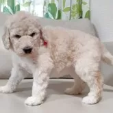 スタンダードプードル【兵庫県・女の子・2025年3月4日・ホワイト】の写真5