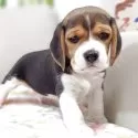 ビーグル【兵庫県・男の子・2025年10月2日・ブラックタン&ホワイト】の写真2