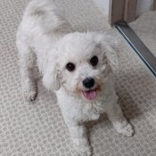 ビションフリーゼ【・女の子・2023年4月22日・ホワイト】