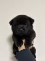 甲斐犬【福岡県・男の子・2024年12月26日・黒虎】の写真3