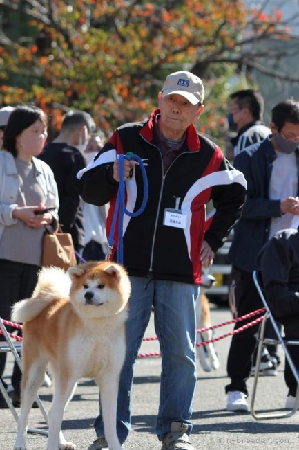 展覧会のようすです。｜光岡　友儀(みつおか　ともよし)ブリーダー(岡山県・秋田犬など・秋田犬保存会登録)の紹介写真1