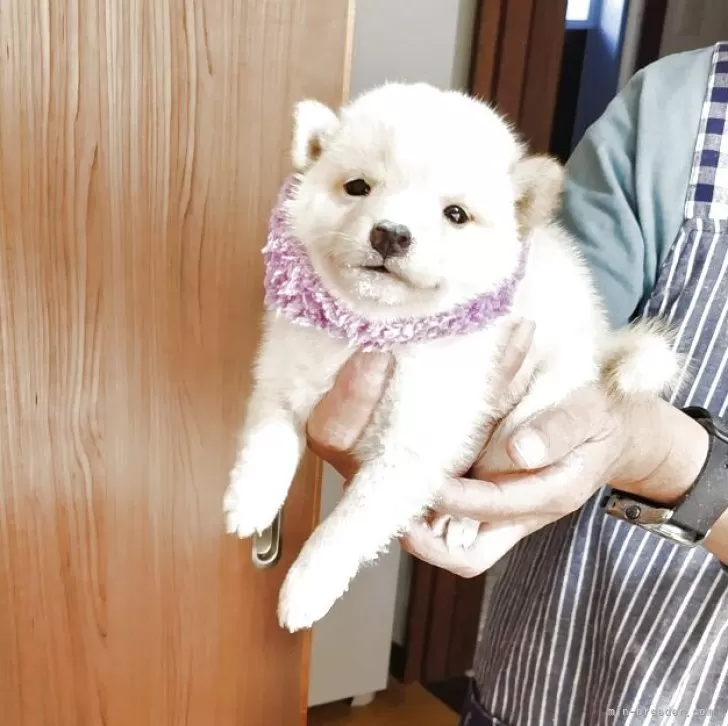 ID：2510-03714の子犬