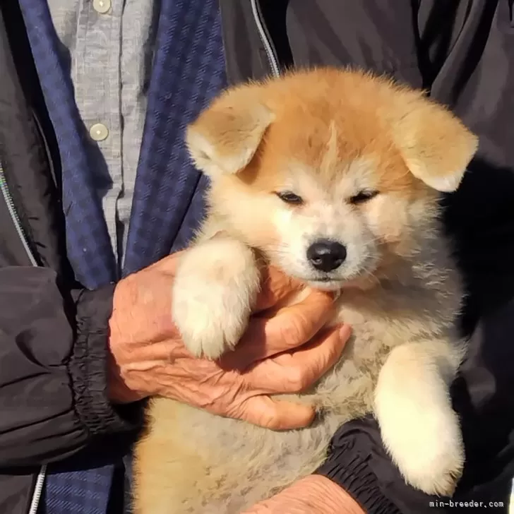 ID:2501-07702の子犬