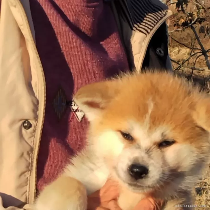 A.K 様のお迎えした子犬