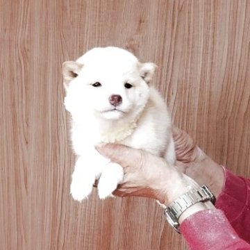 豆柴【岡山県・男の子・2025年8月30日・白毛】の写真「兄弟で一番大きくて1.1kgあります。元気溌剌。」