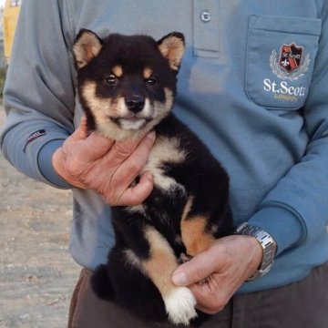 柴犬(豆柴)【岡山県・男の子・2025年9月30日・黒】の写真「四つ目で可愛い顔をしてるけど男の子らしく凛々しい」