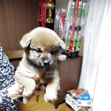 柴犬(豆柴)【岡山県・男の子・2025年9月30日・赤】の写真「とても大人しい丸顔ちゃん」