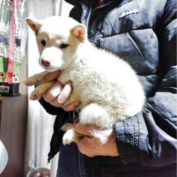 柴犬(豆柴)【岡山県・男の子・2025年8月30日・白毛】の写真「兄弟で一番大きくて1.6kg近あります。元気溌剌。」