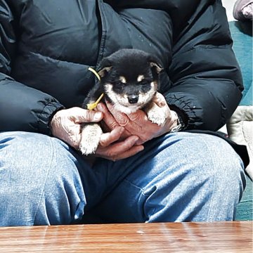 柴犬(豆柴)【岡山県・男の子・2025年1月23日・黒】の写真「兄妹の中で一番発育が良く、元気で走り回っています。」